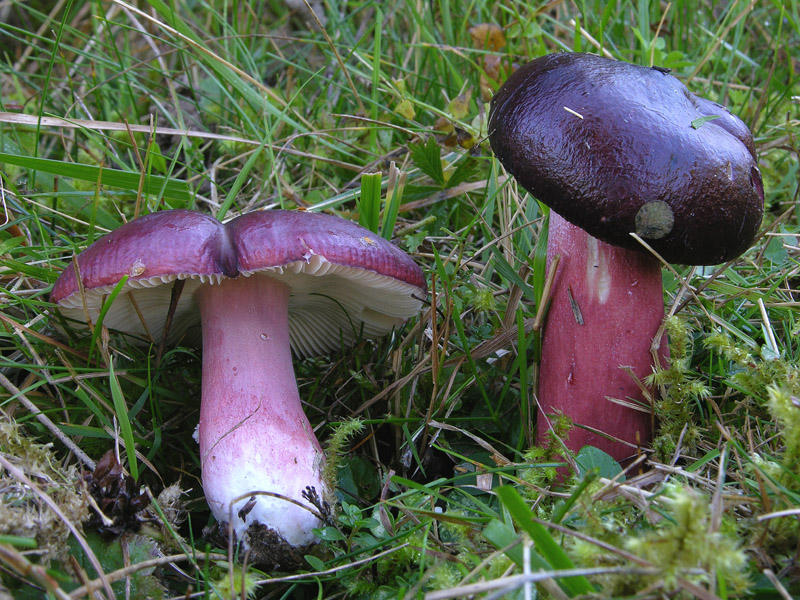 Russula queletii.